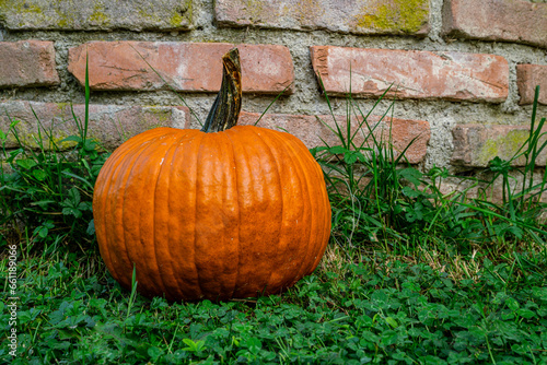 Ripe pumpkin on a green lawn leaning against a brick wall