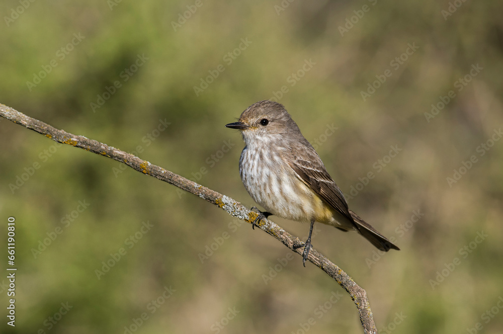 Vermilion Flycatcher female, perched, La Pampa, Argentina Vermilion Flycatcher female, perched, La Pampa, Argentina