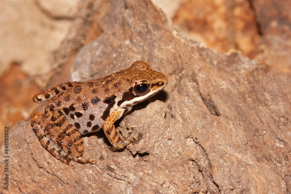 Close of of small vietnamese frog , Sylvirana maosonensis on the ground Close of of small vietnamese frog , Sylvirana maosonensis on the ground
