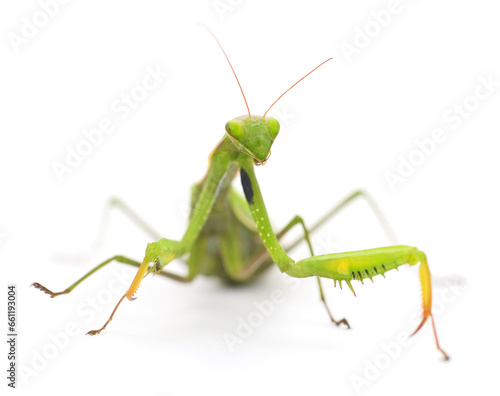 Mantis isolated on white background. © olhastock