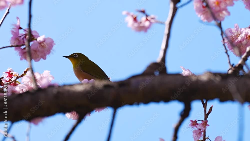 Japanese white eye and Kawazu cherry blossoms Japanese white eye and Kawazu cherry blossoms