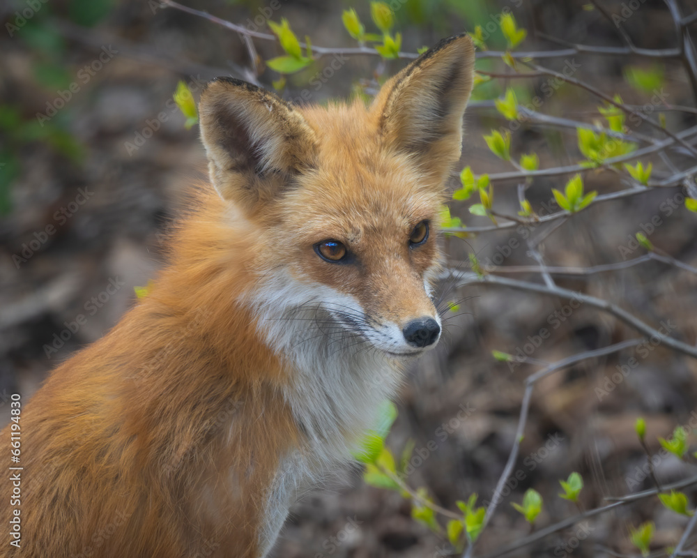 headshot of little red fox headshot of little red fox