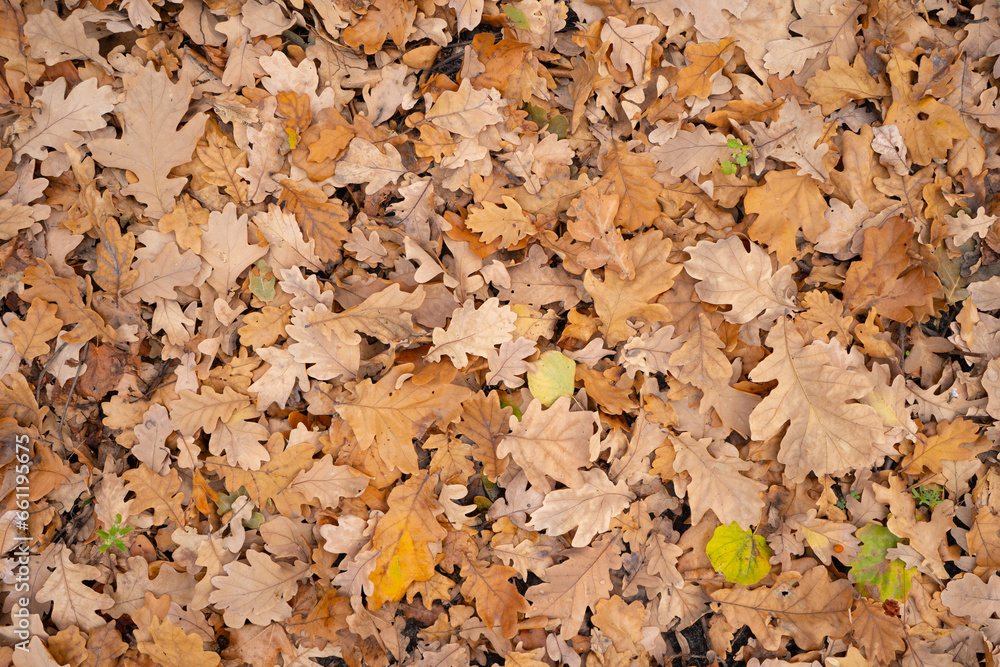 A background of fallen oak leaves in the fall A background of fallen oak leaves in the fall