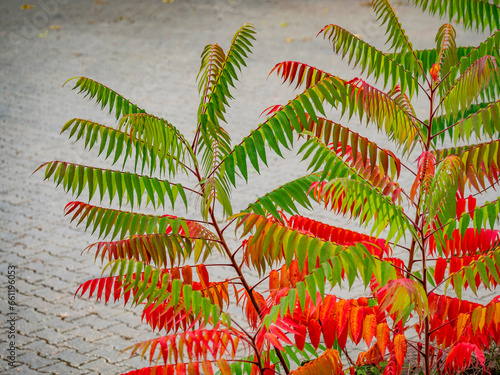 Herbstlich gefärbte Blätter eines Götterbaums photo