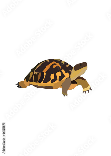 tortoise on a white background