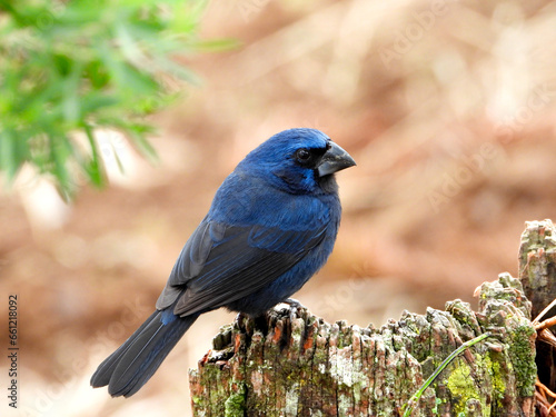 Ultramarine Grosbeak (Cyanoloxia brissonii) - Azulão