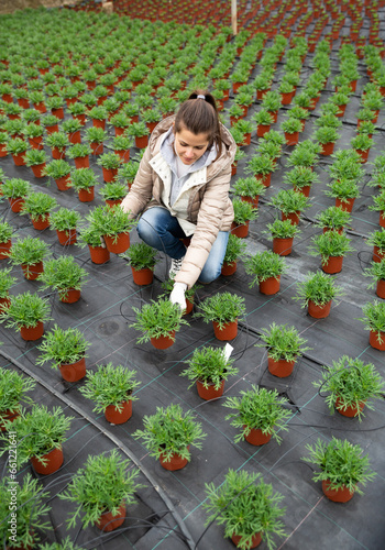 Focused female florist checking young potted plants of African daisy in greenhouse ..