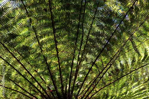 ferns with a trunk tree ferns