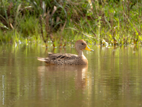 Yellow-billed Pintail swimming on a sunny day - Marreca-parda