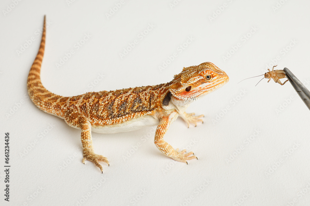 Naklejka premium Bearded dragon, pogona vitticeps, isolated on white background, Tiger Pattern Morphs. Professional studio macro photography Feeding a lizard grasshoppers and crickets using metal tweezers.