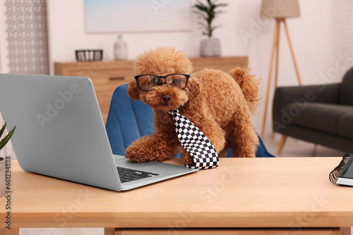 Cute Maltipoo dog wearing checkered tie and glasses at desk with laptop in room. Lovely pet