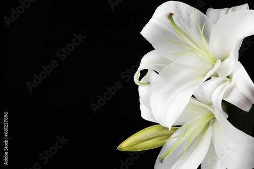 Beautiful white lily flowers on black background, closeup. Space for text