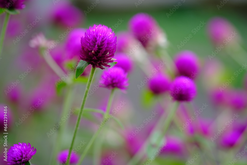 Knob flower garden. Gomphrena globosa. This plant is an annual herb, and is generally used as an ornamental plant and can be used as a flower tea. Selective focus. Bunga kenop. Edible flower. Knob flower garden. Gomphrena globosa. This plant is an annual herb, and is generally used as an ornamental plant and can be used as a flower tea. Selective focus. Bunga kenop. Edible flower.