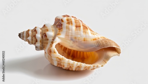 Sea shell orange cassis cornuta on a white background. Undersea Animals.