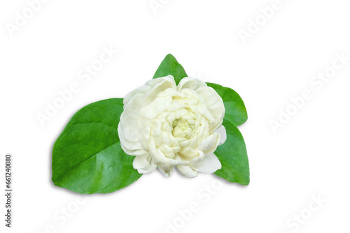 beautiful jasmine white flower with leaves isolated on cutout transparent background png format,in india known as mogra,jui,chameli,mallika,jai,it is national flower of philippines © gv image