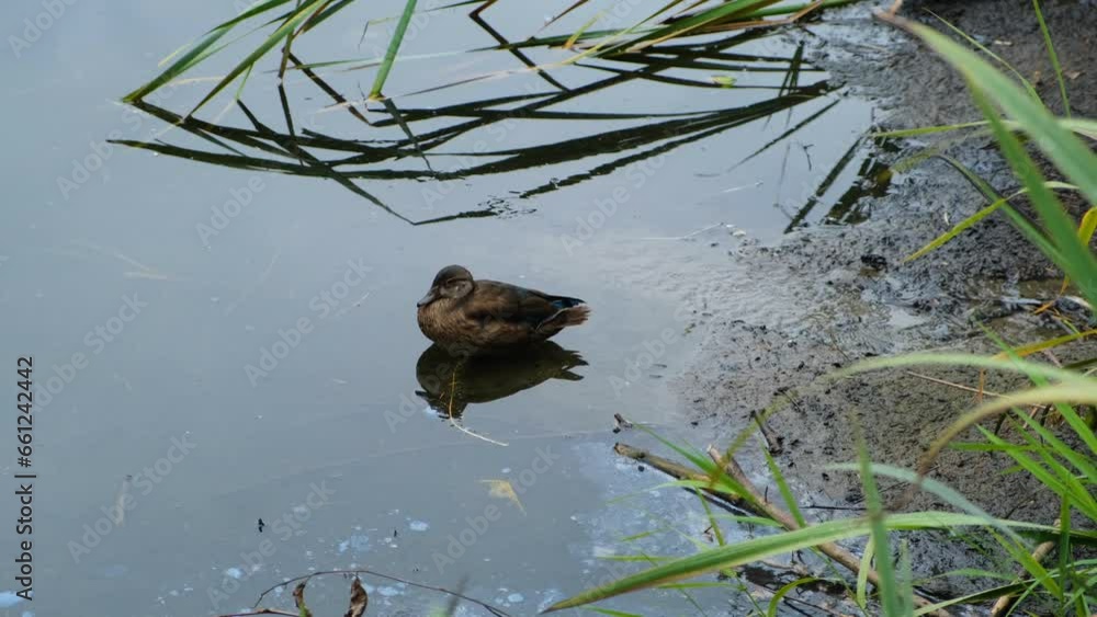 Duck sitting and walking on the pond shore. Wildlife footage Duck sitting and walking on the pond shore. Wildlife footage