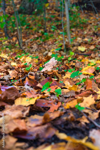 bright colored leaves in the forest
