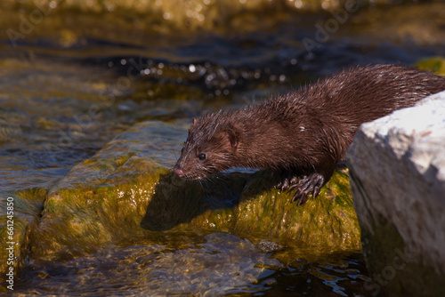 river otter on the rocky shore