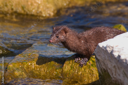 river otter on the rocky shore