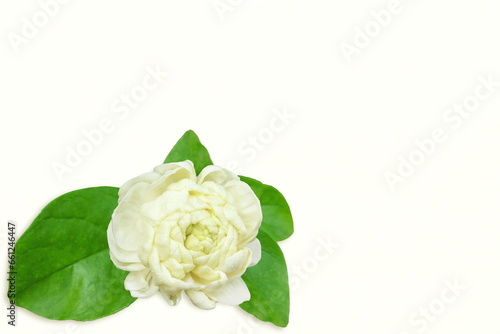 beautiful jasmine  white flower texture background,in india known as mogra,jui,chameli,mallika,jai,it is national flower of philippines,copy space © gv image