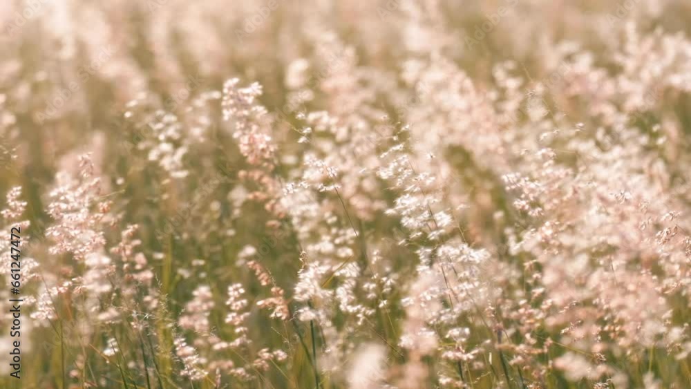 Slow motion of beautiful flowers of grass slowly swayed by the wind. Slow motion of beautiful flowers of grass slowly swayed by the wind.