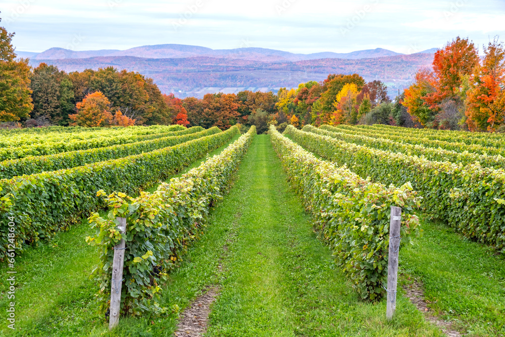 Fototapeta premium Green Grass, Rows of Grape Vines Against Back Drop of Colorful Fall Foliage on Ile d'Orleans, Quebec, Canada