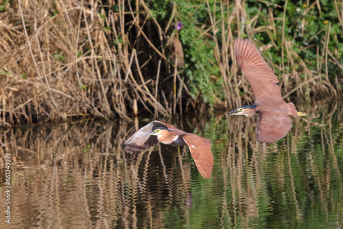 Two Nankeen Night Herons in flight