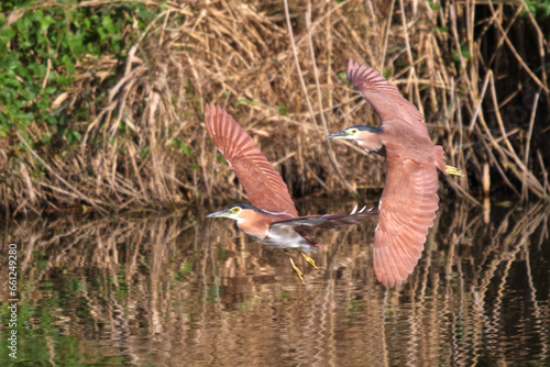 Two Nankeen Night Herons in flight