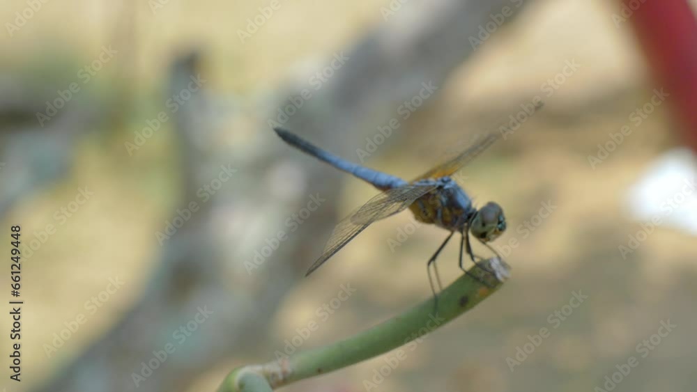 A dragonfly, resting on a branch blown by the wind. A dragonfly, resting on a branch blown by the wind.