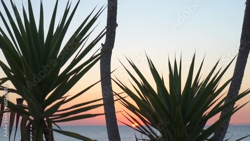 Palm leaves against a sea sunset background