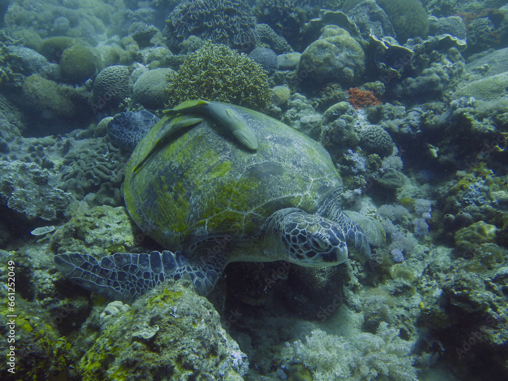 Sea turtle and remora fish. A sea turtle lies on the bottom among the corals. Sea turtle and remora fish. A sea turtle lies on the bottom among the corals.