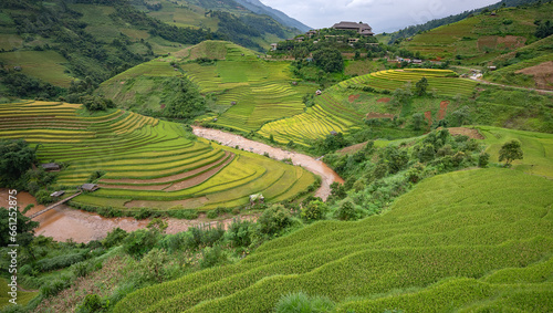 Landscape with green and yellow terraced rice fields and a river in the highlands of North-Vietnam  Yen Bai province