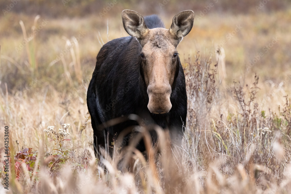 Majestic Alces Alces: A Canadian Female Moose in Canada's Northern Ontario's Marsh Wetlands.  Wildlife Photography.