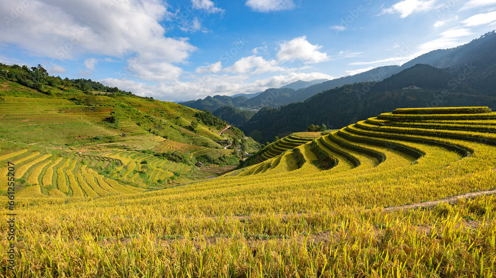 Landscape with green and yellow rice terraced fields and blue cloudy sky near Yen Bai province, North-Vietnam