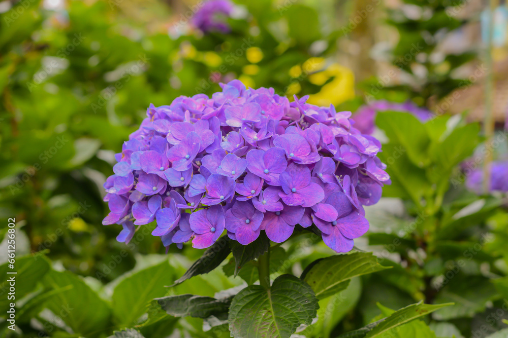 Flower Hydrangea act as natural pH indicators, sporting blue flowers when the soil is acidic and pink ones when the soil is alkaline. Flower Hydrangea act as natural pH indicators, sporting blue flowers when the soil is acidic and pink ones when the soil is alkaline.