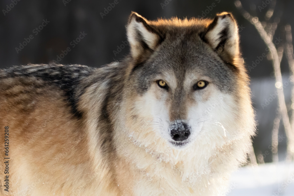 Gray Wolf (Canis lupus) in stark contrast. A keen eyed canine on a cold, snowy morning. Large North american carnivore, fire orange sunlight and bright yellow eyes. Taken in controlled conditions 