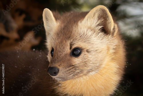Tiny Carnivore, Petite Predator. American Pine Marten (Martes americana), short pointed ears, piercing black eyes. An adept hunter of small prey in the forest. Taken in controlled conditions