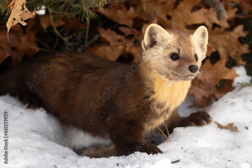 Marten of Malice, pursuer of tiny prey. An American Pine Marten (Martes americana) exits its winter den is search of its next meal. Mammal in Mustelid family. Taken in controlled conditions. 
