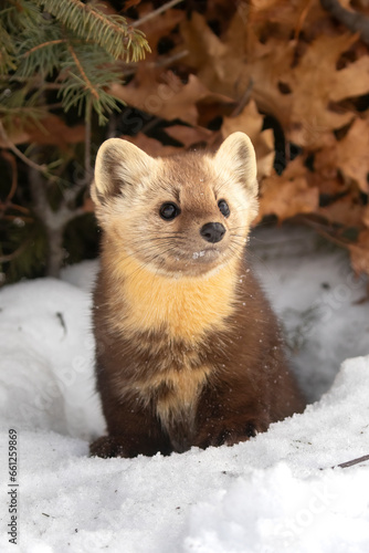 American Pine Marten (Martes americana) emerges from its winter den. Brown fur and cute face of a small mammal in the Mustelid family. Snow and orange leaves. Taken in controlled conditions