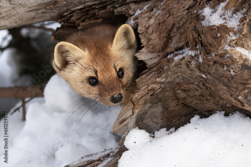 The American Pine Martin (Martes americana) Peek. An adorable mustelid hides in a log, peers out at danger or disturbance. Snow surrounds the scene. Taken in controlled conditions   photo