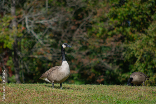 Canada Goose on the grass enjoying its day