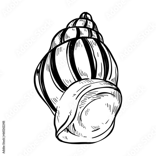 snail seafood object hand drawn