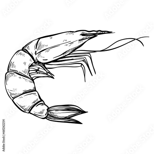 shrimp seafood object hand drawn