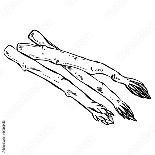 asparagus vegetables hand drawn