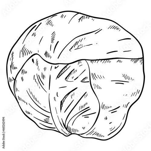 cabbage vegetables hand drawn
