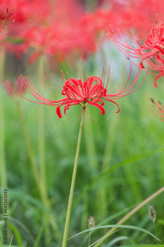 Red Spider Lily, which blooms red flowers in fall. Lycoris radiata Red Spider Lily, which blooms red flowers in fall. Lycoris radiata