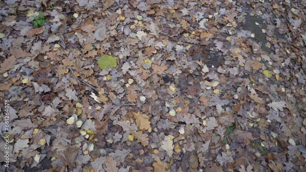 Autumn forest . Trees and yellow leaves in the forest Autumn forest . Trees and yellow leaves in the forest