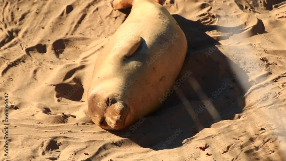 Elephant Seals Sleeping On The Sand Elephant Seals Sleeping On The Sand