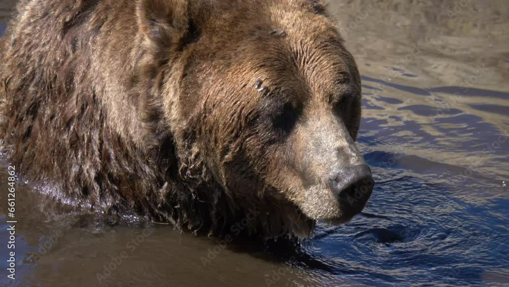 Grizzly Bear In Waterhole Scratching Itchy Face With Its Claw. closeup Grizzly Bear In Waterhole Scratching Itchy Face With Its Claw. closeup