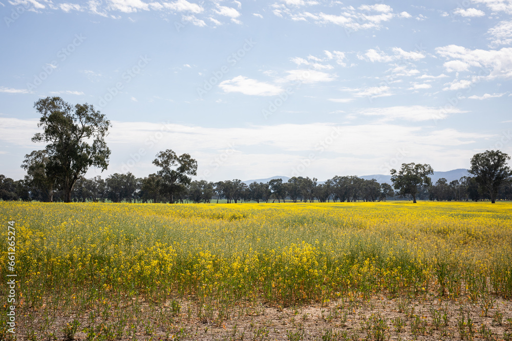 Canola field Canola field